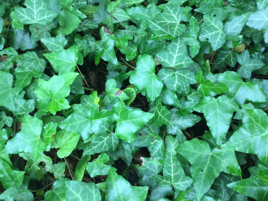 Efeu unter Hecke