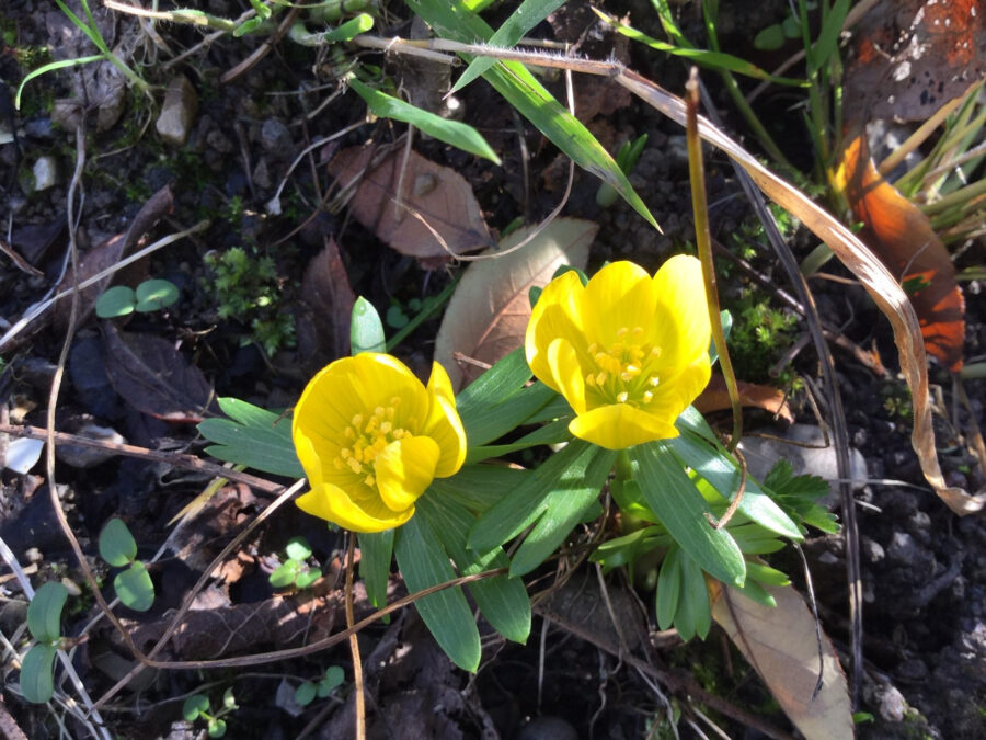 20190220 Winterling