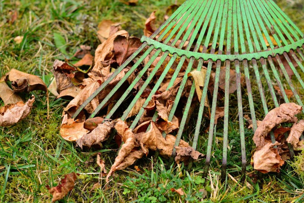 leaves 2901684 19201