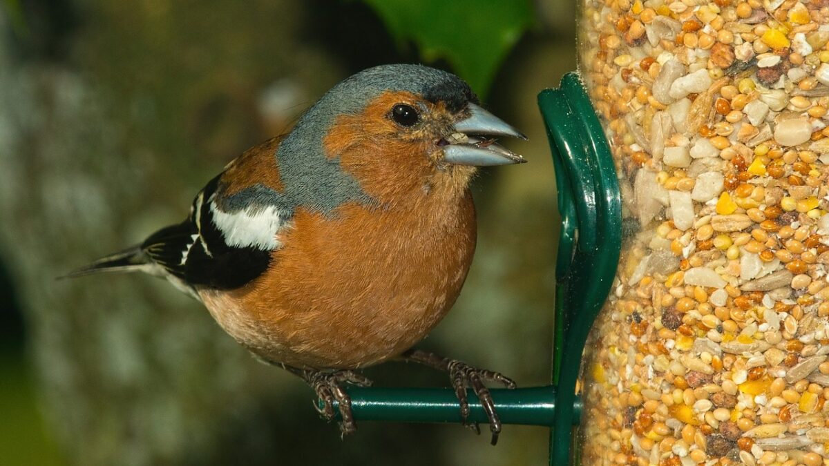 bird 1402162 1280