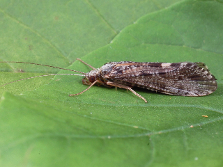 Koecherfliege 1
