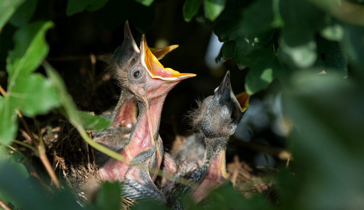 Junge Vögel Pixabay klein