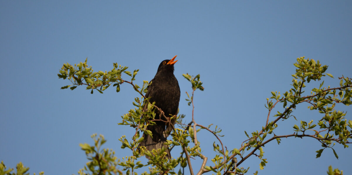 Reviergesang Amsel Manfred Schulenburg klein