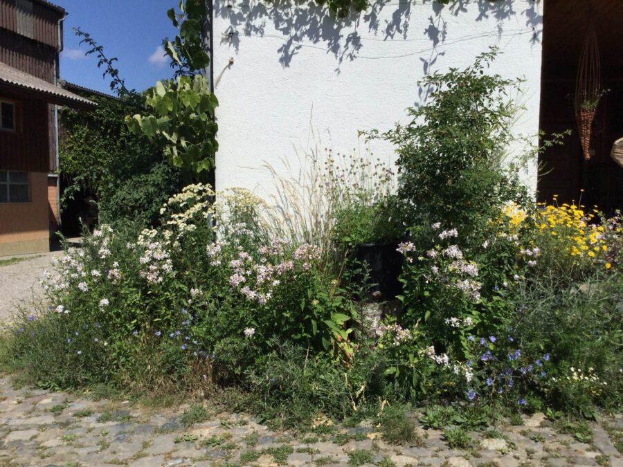 Wildblumen ums Haus