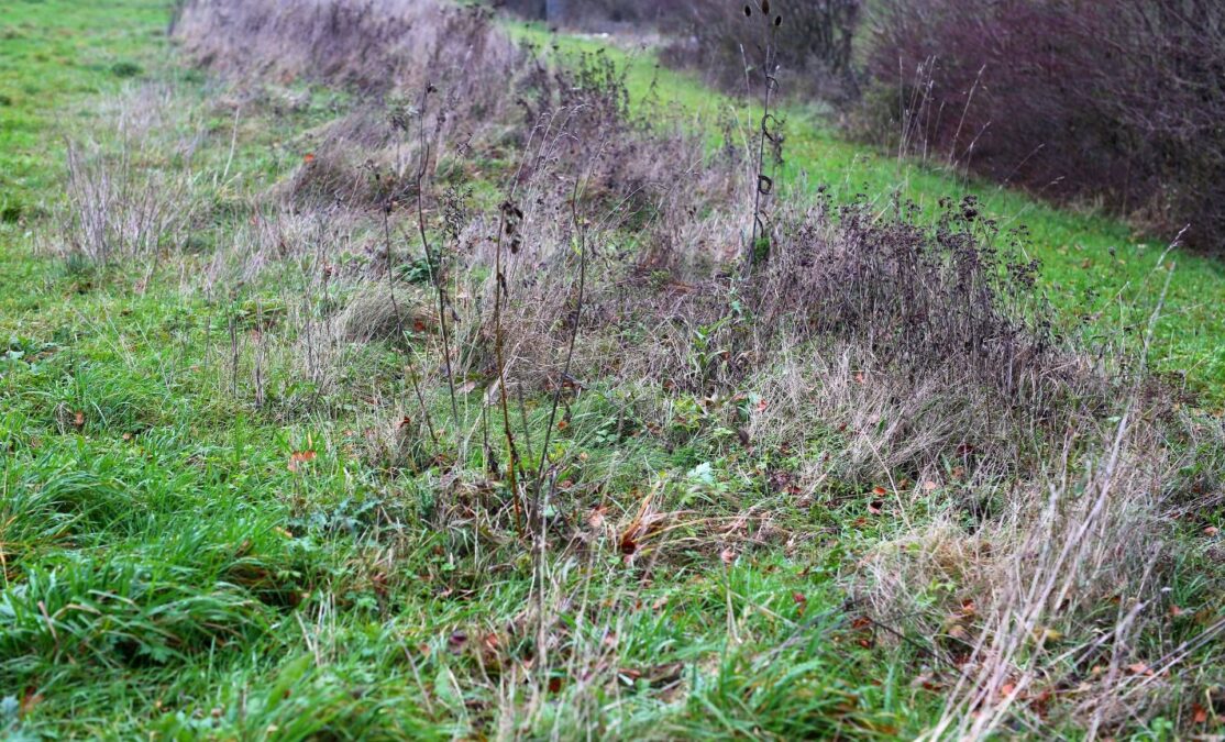 Buntbrache Baldegg