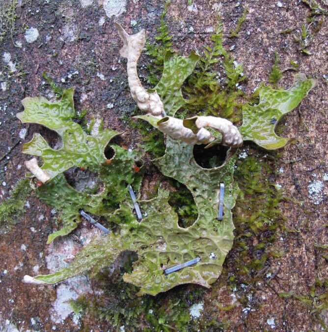 Flechte angetackert 1