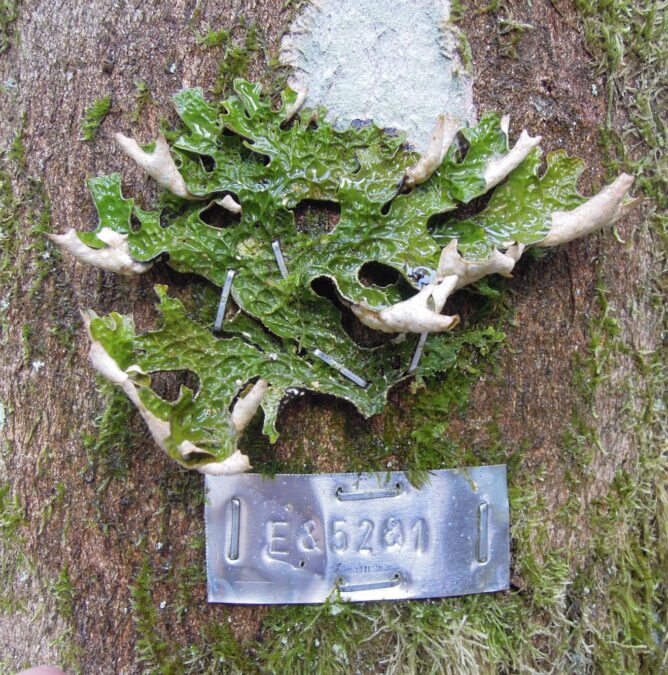 Flechte angetackert 2