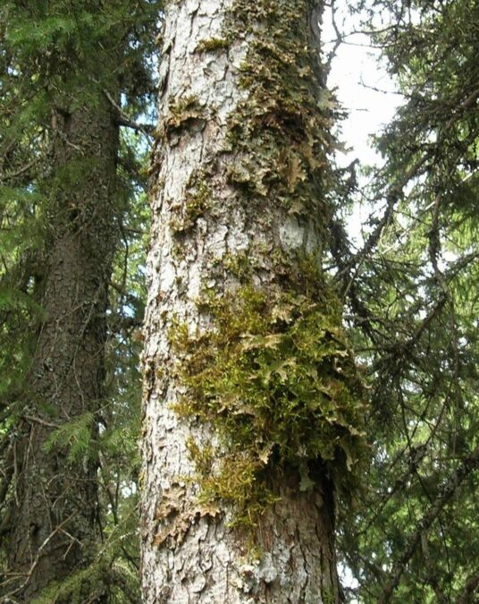 Flechte zukunft OstA klein