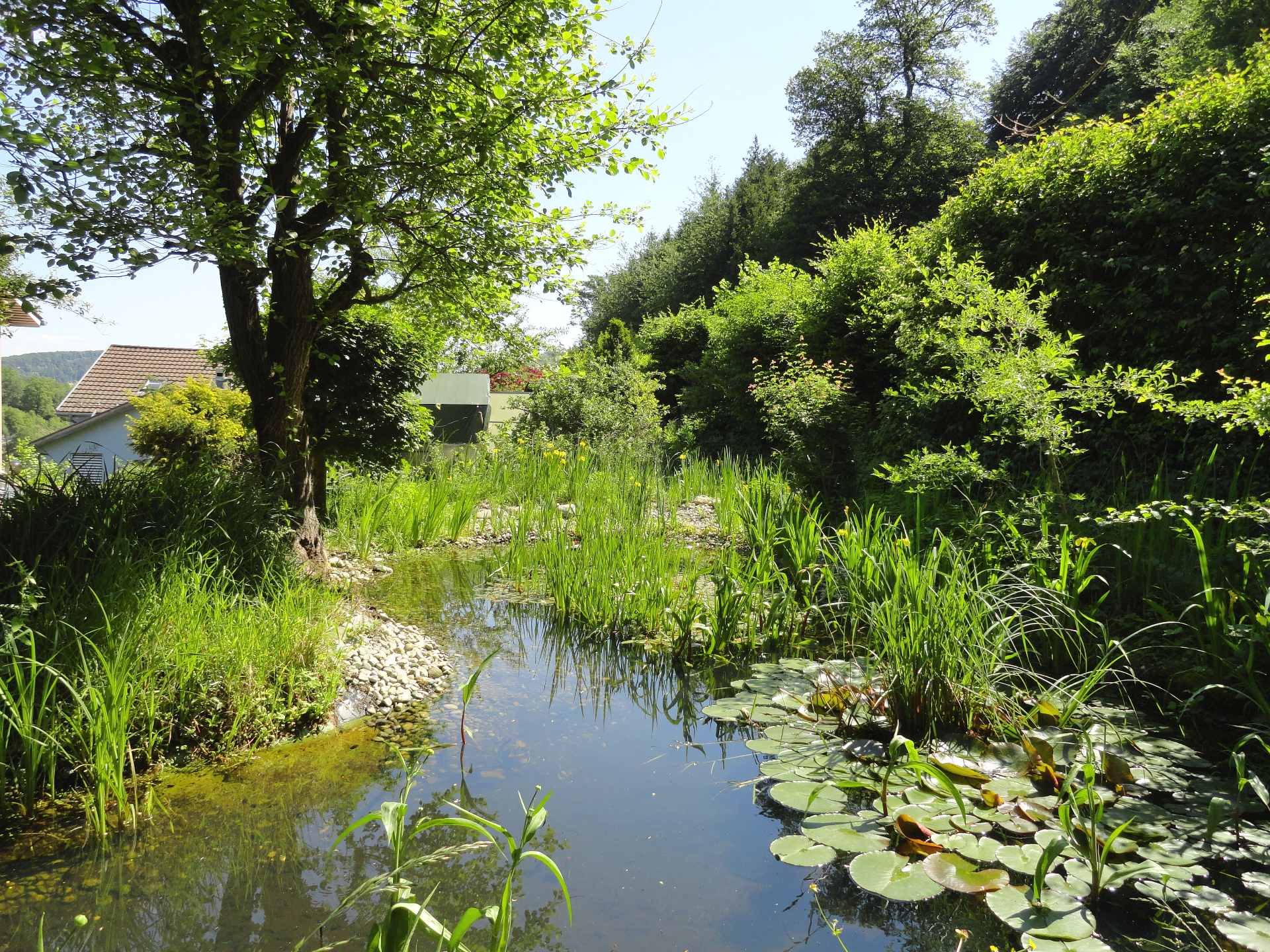 Teich 1