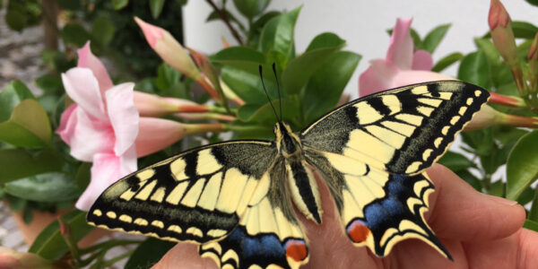Schmetterling 1