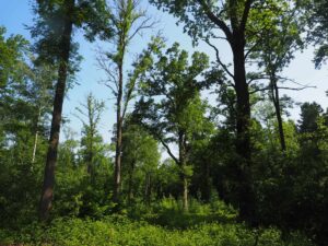 MiWa14 Waldlabor ZH Andreas Bernasconi klein