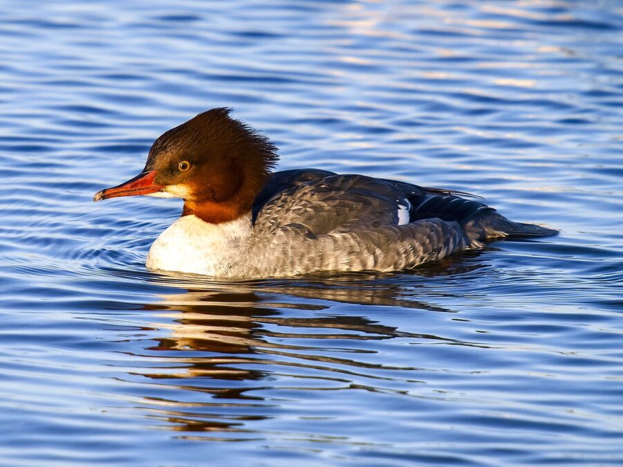 merganser 2391935 19201 1
