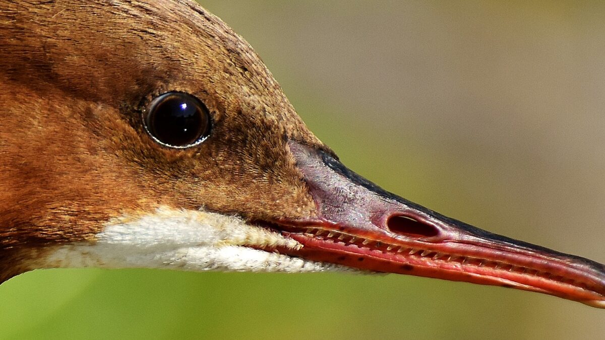 merganser 2794435 1920