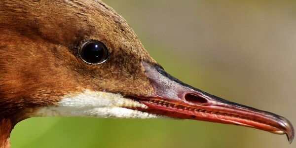 merganser 2794435 1920
