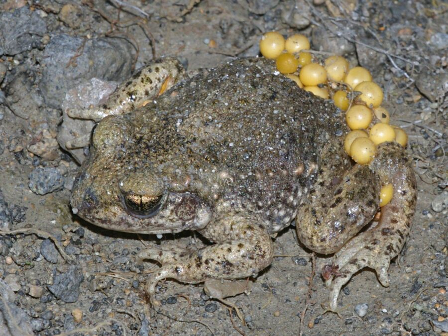 AlytesObstetricansMaleWithEggs1