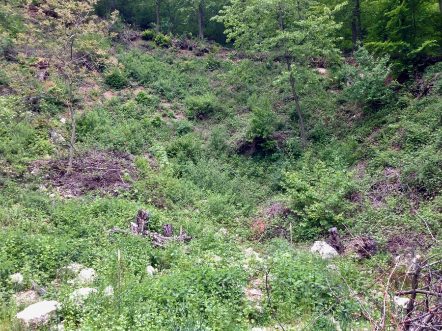 Steinbruch