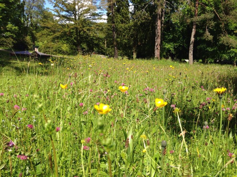Wiese Liebefels Bild 1