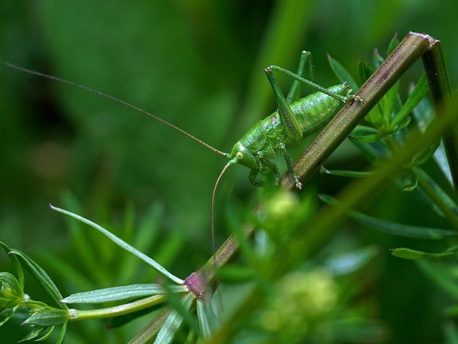 insect 2381395 1920 43