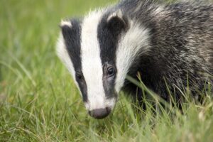 badger pixabay
