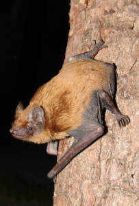 Grosser Abendsegler Mnolf commons 1 203x300 1