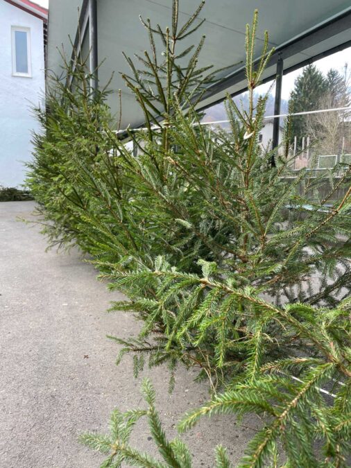Weihnachtsbaeume Kappelerhof