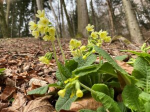 Schluesselblume bearbeitet