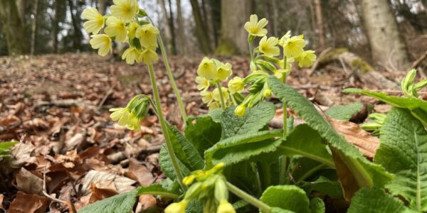 Schluesselblume bearbeitet