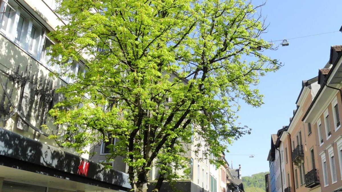 Strassenbaum schmal2