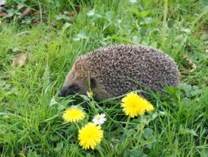 01 Igel Igelzentrum Zürich