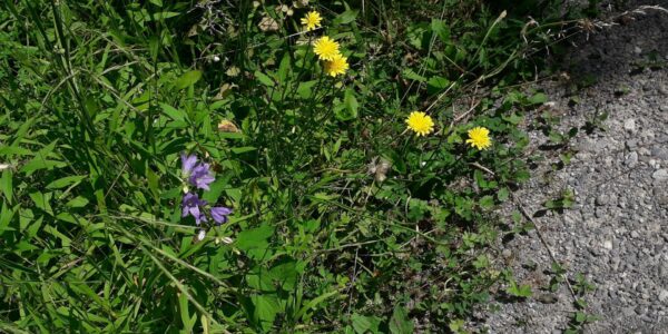 1 Blumen