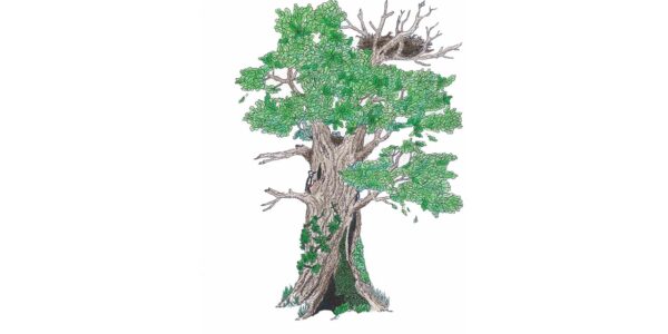 Habitatbaum M.Ramel Titelfoto