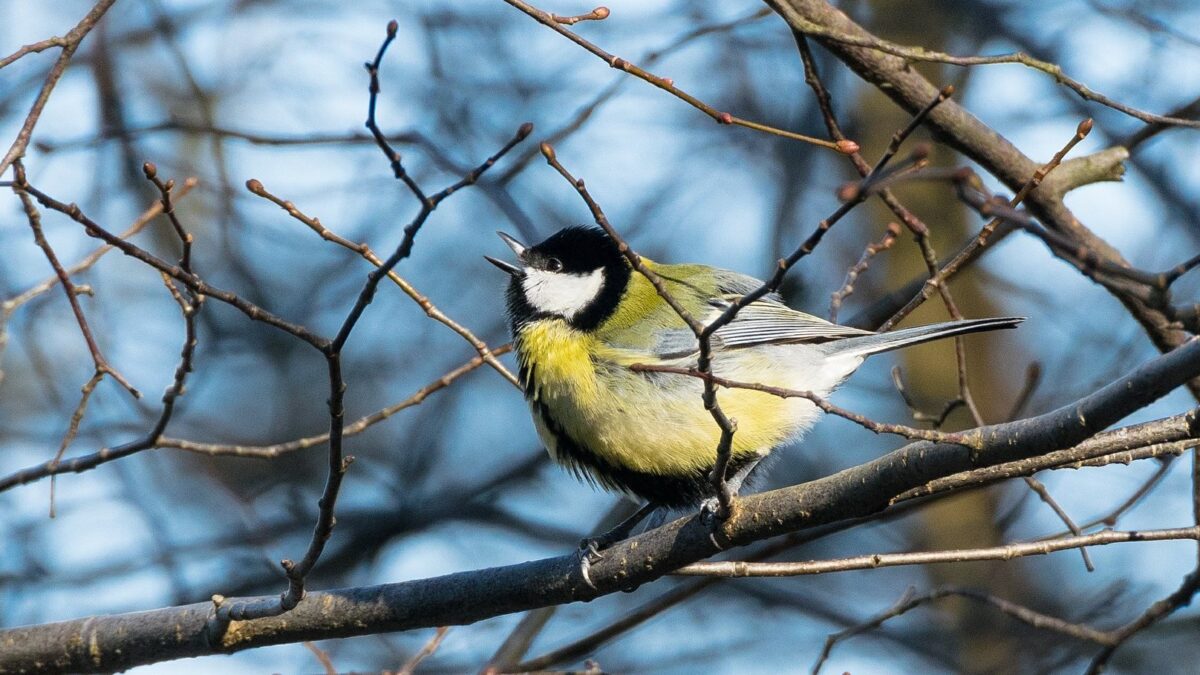 Kohlmeise singt Pixabay klein