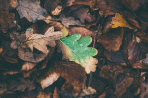 Laub Eiche Pixabay 980x653 1