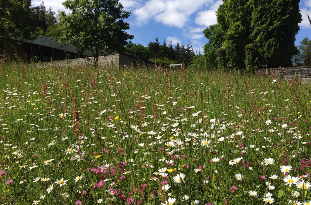 Wiese Liebefels Header