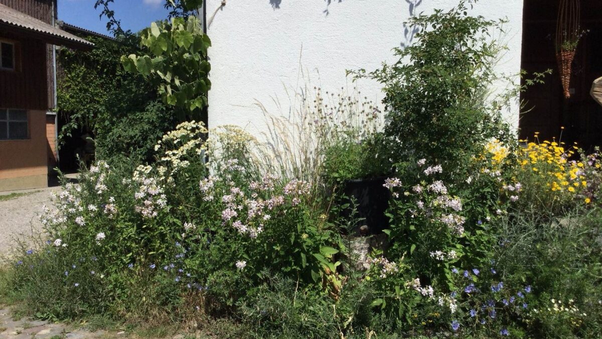 Wildblumen ums Haus
