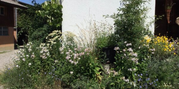 Wildblumen ums Haus