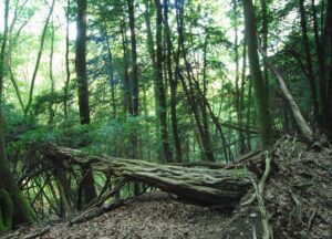 eibenwald 01