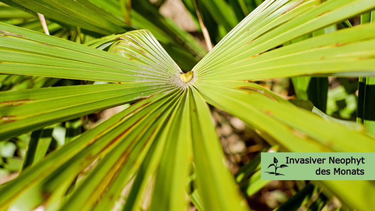 Chinesische Hanfpalme 1