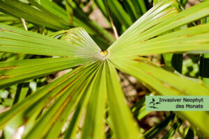 Chinesische Hanfpalme 1