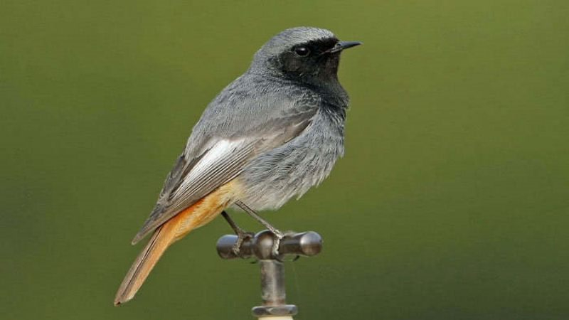 41 Gartenvoegel Teil 1 W