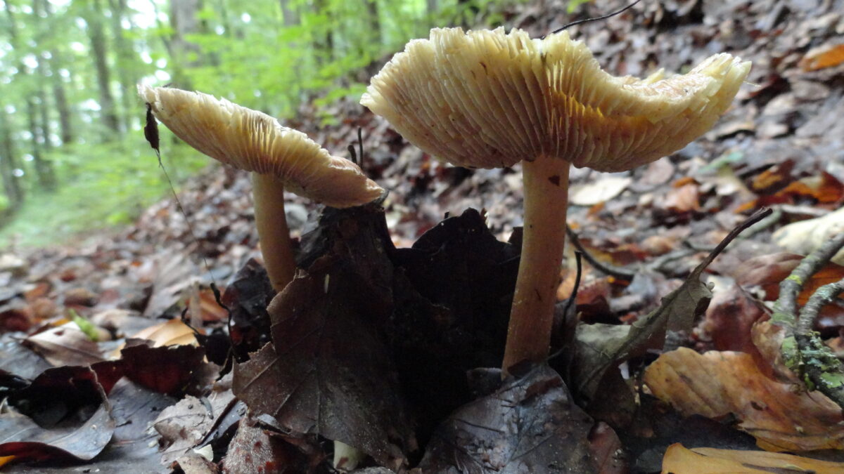 Pilze