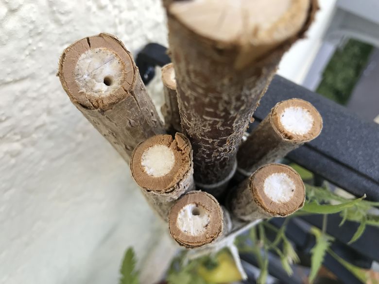 csm 2303121 Familiensonntag Das verborgene Leben der Wildbienen 497a76cd0b