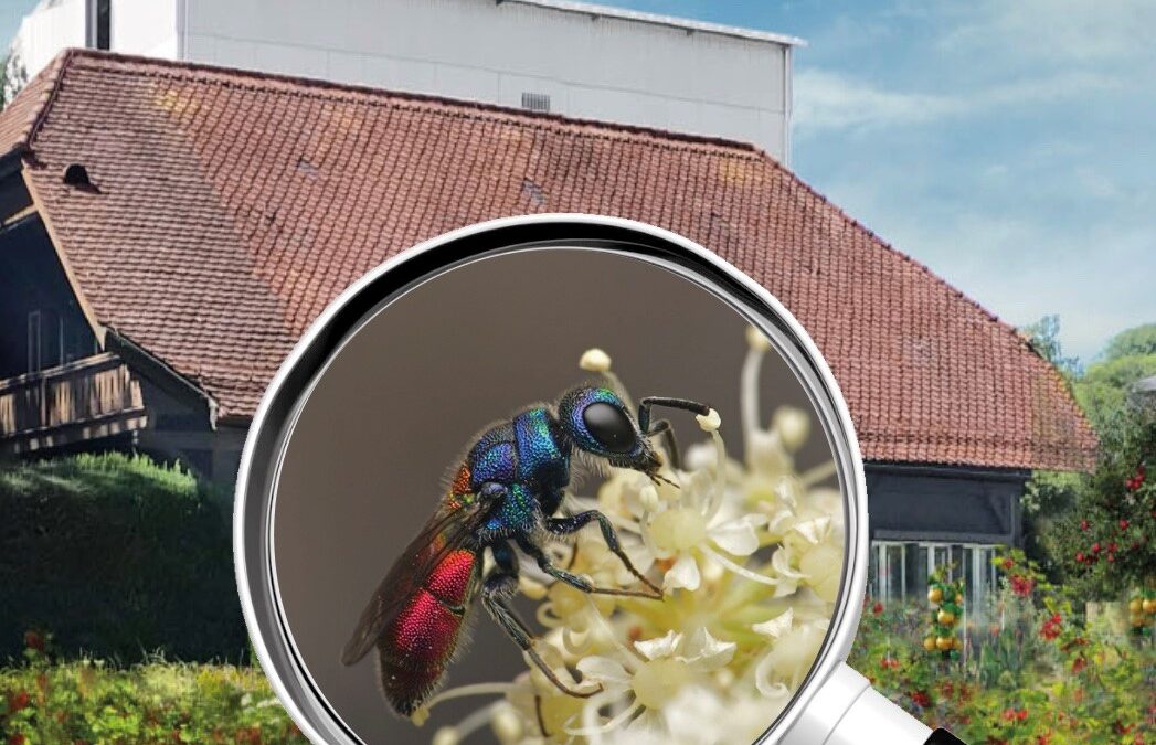 festivaldernatur.png