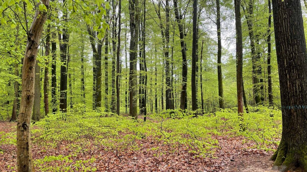 Dauerwald 1