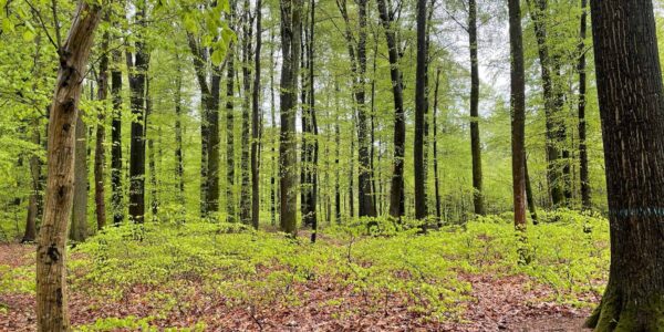 Dauerwald 1