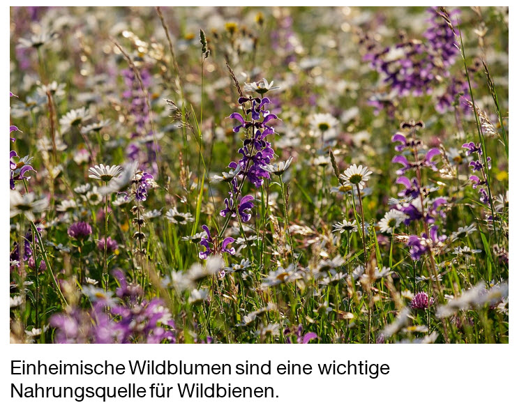 Wildblumenwiese Nahrung