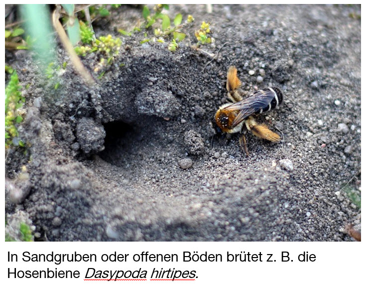 bodenbruetende Hosenbiene