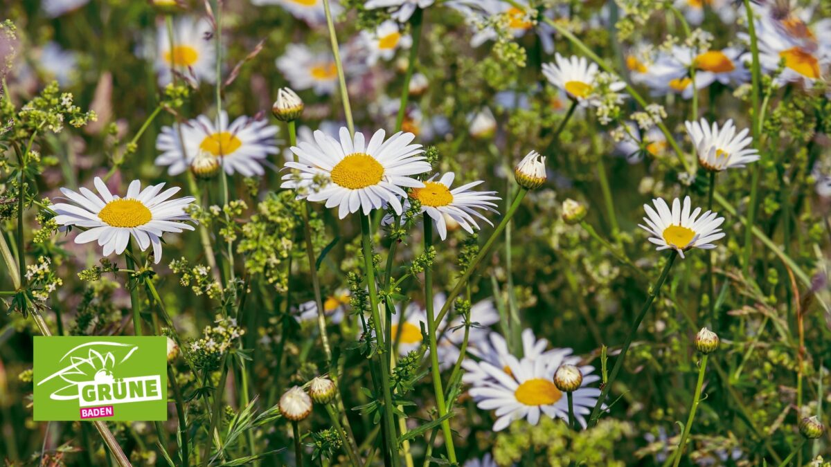 beautiful flowers 3396803 1920 1