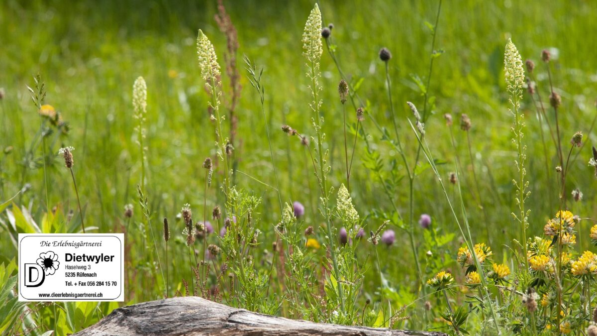 beautiful flowers 3396803 1920