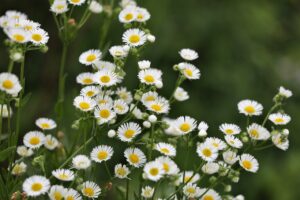 erigeron annuus 4404141 1280